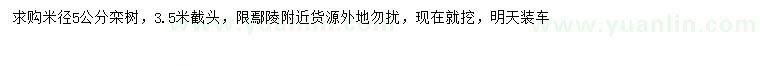 求購(gòu)米徑5公分欒樹