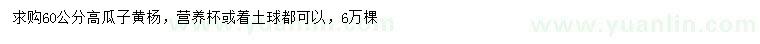 求購(gòu)高60公分瓜子黃楊