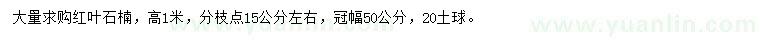 求購高1米紅葉石楠