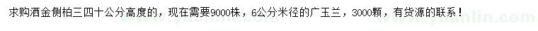 求購(gòu)高度30-40公分灑金側(cè)柏、米徑6公分廣玉蘭