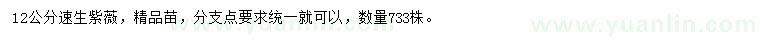 求購(gòu)12公分速生紫薇