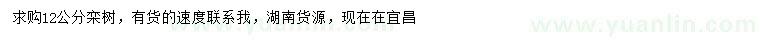求購12公分欒樹