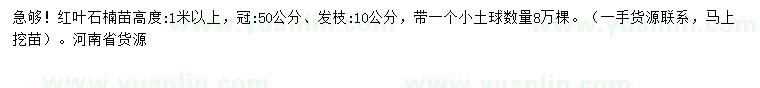 求購高1米以上紅葉石楠