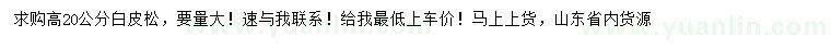 求購(gòu)高20公分白皮松