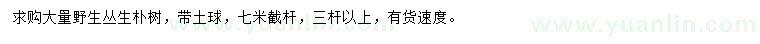 求購(gòu)3桿以上叢生樸樹(shù)