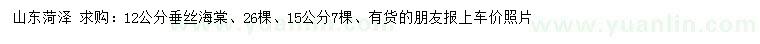 求購12、15公分垂絲海棠