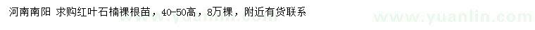 求購高40-50公分紅葉石楠