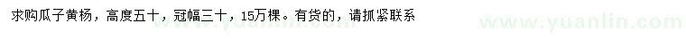 求購高度50公分瓜子黃楊