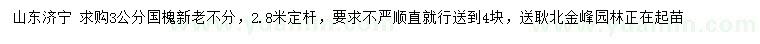 求購3公分國槐
