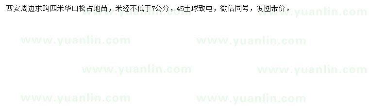 求購(gòu)米徑7公分以上華山松苗