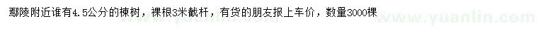 求購4.5公分楝樹