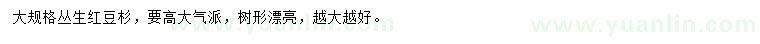 求購大規(guī)格叢生紅豆杉