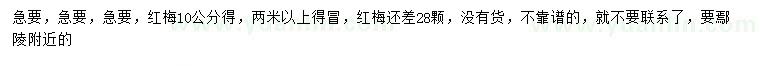 求購10公分紅梅