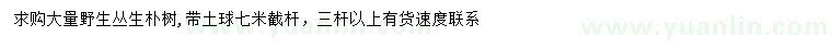 求購野生叢生樸樹