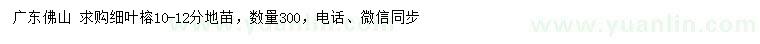 求購(gòu)10-12公分細(xì)葉榕地苗