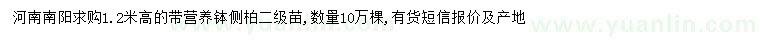 求購高1.2米側(cè)柏