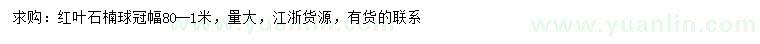 求購冠幅80-100公分紅葉石楠球