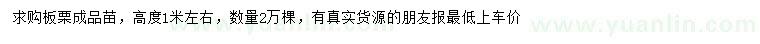 求購高度1米左右板栗苗