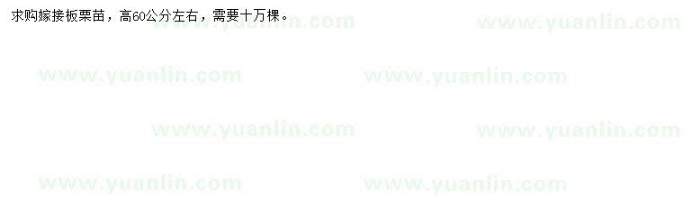 求購高60公分左右嫁接板栗苗