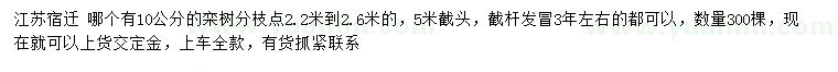 求購10公分欒樹