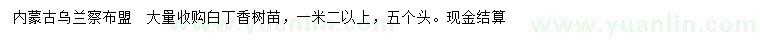 求購1.2米以上白丁香樹