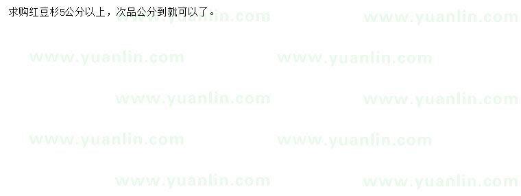 求購5公分以上紅豆杉