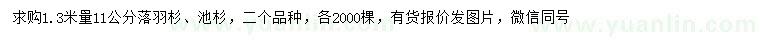 求購1.3米量11公分落羽杉、池杉