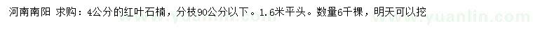 求購4公分紅葉石楠
