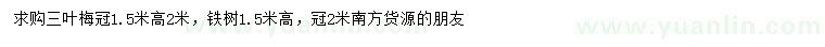 求購冠1.5米三葉梅、鐵樹