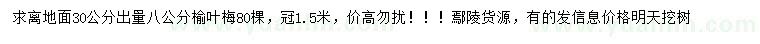 求購30公分出量8公分榆葉梅