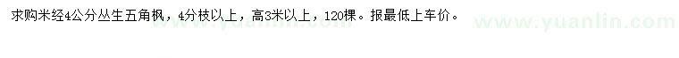 求購米徑4公分叢生五角楓