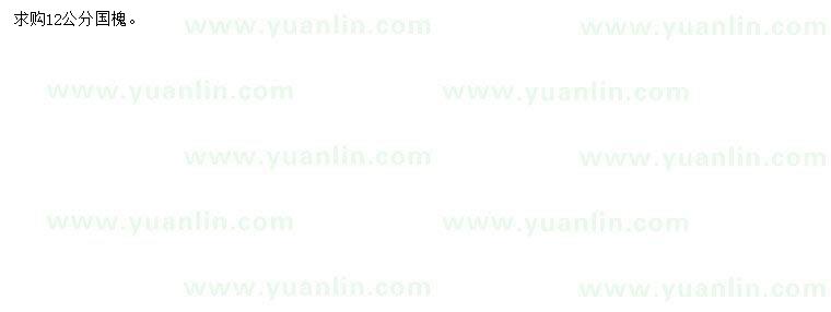 求購12公分國槐
