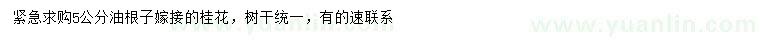 求購5公分嫁接桂花