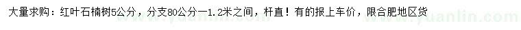 求購5公分紅葉石楠