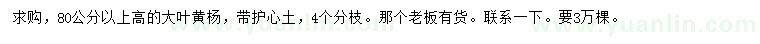 求購高80公分以上大葉黃楊