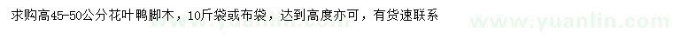 求購(gòu)高45-50公分花葉鴨腳木