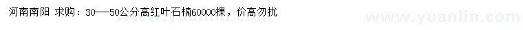求購高30-50公分紅葉石楠
