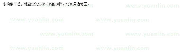 求購地徑12、13公分紫丁香