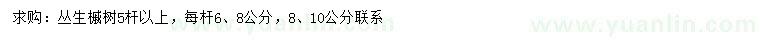 求購叢生槭樹