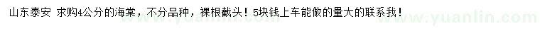 求購4公分海棠