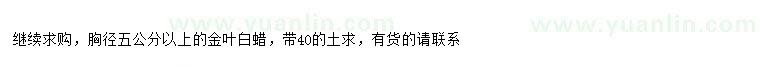 求購(gòu)胸徑5公分以上金葉白蠟