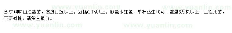 求購(gòu)高度1.2米以上映山紅