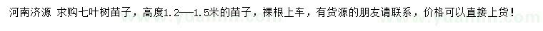 求購高度1.2-1.5米七葉樹苗子