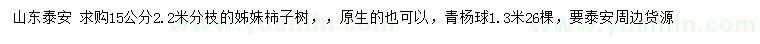 求購15公分柿子樹、1.3米青楊球
