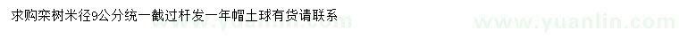 求購米徑9公分欒樹