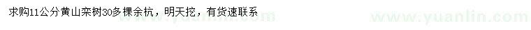 求購11公分黃山欒樹