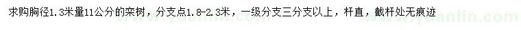 求購(gòu)1.3米量11公分欒樹(shù)