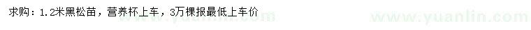 求購1.2米黑松