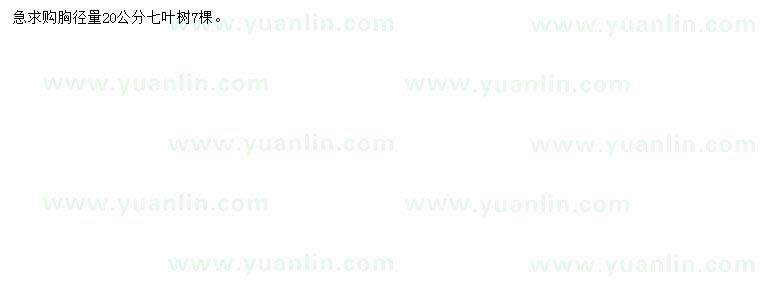 求購胸徑量20公分七葉樹