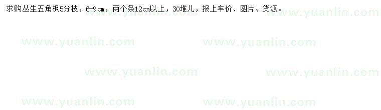 求購叢生五角楓